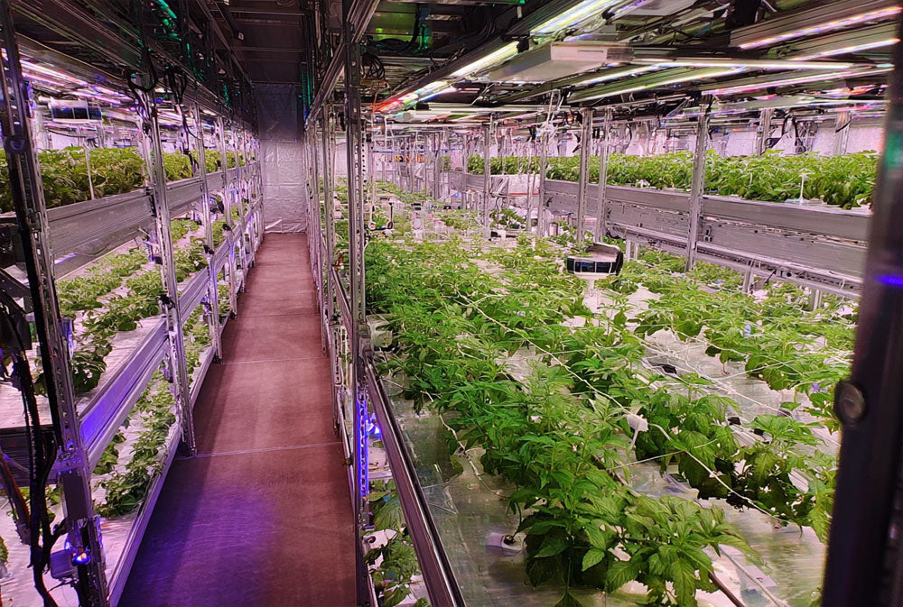 Struggling Grow Issues? 7 keys for Amazing VPD May Solve