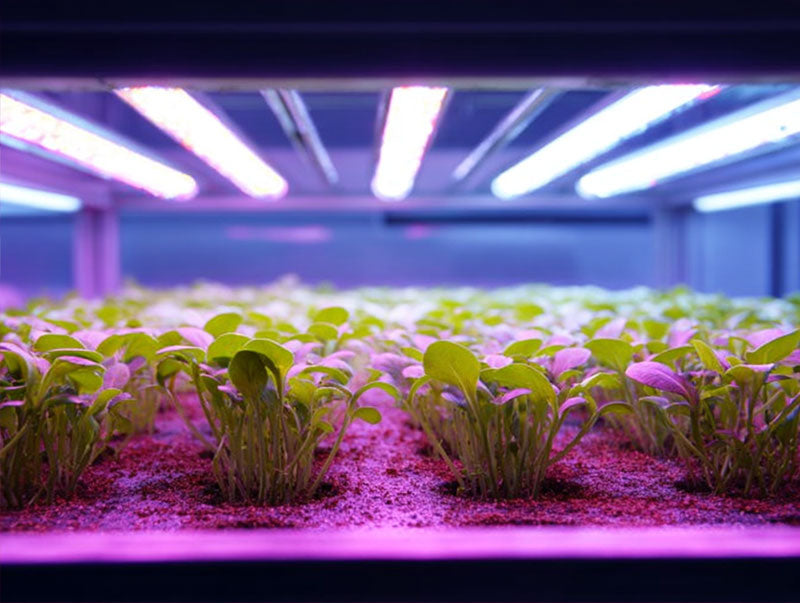 Select the Perfect Clone Light from These 3 Options